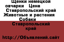 Щенки немецкой овчарки › Цена ­ 6 000 - Ставропольский край Животные и растения » Собаки   . Ставропольский край